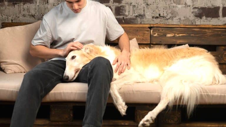 “On l’a juste laissé dans le jardin” affirme ce couple après avoir abandonné leur chien seul pendant trois semaines de vacances, les voisins alertent les autorités en entendant des aboiements constants